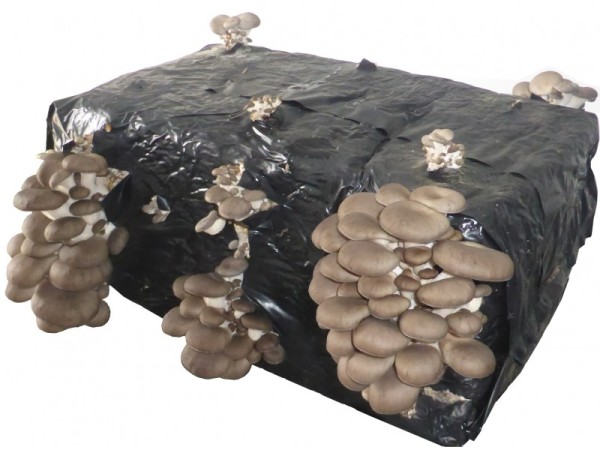 Ostreatus Pleurotus